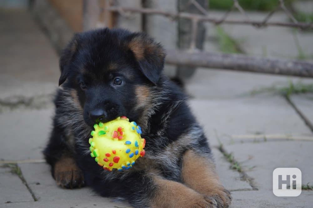 Prodám štěňata Německého ovčáka - foto 1