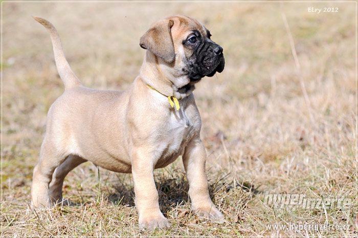 ŠTĚŇATA BULLMASTIFF, BULMASTIF - foto 1