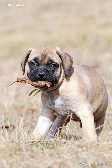 ŠTĚŇATA BULLMASTIFF, BULMASTIF - foto 3