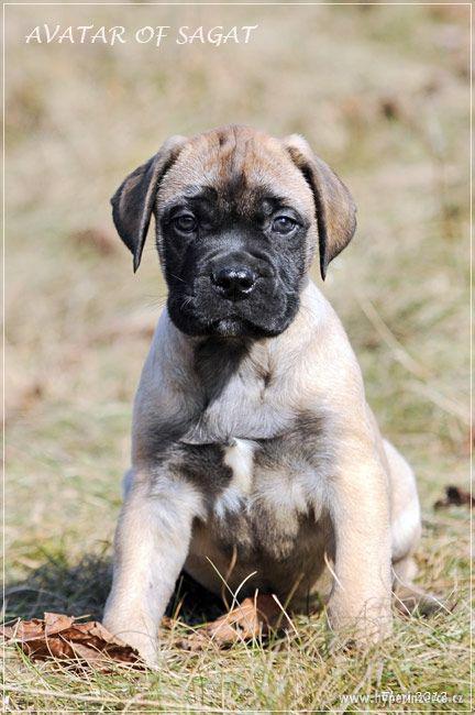 ŠTĚŇATA BULLMASTIFF, BULMASTIF - foto 5