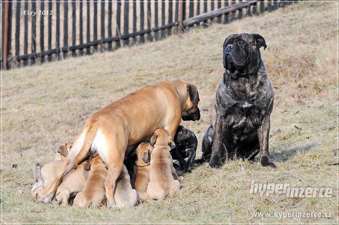ŠTĚŇATA BULLMASTIFF, BULMASTIF - foto 6
