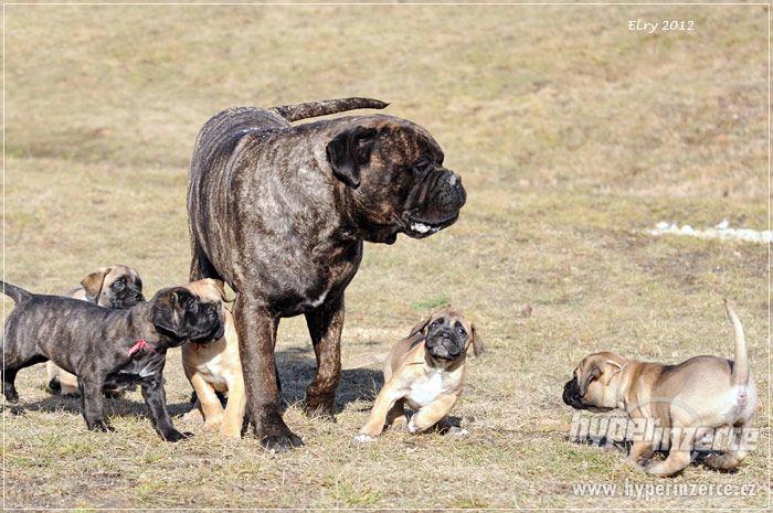 ŠTĚŇATA BULLMASTIFF, BULMASTIF - foto 7
