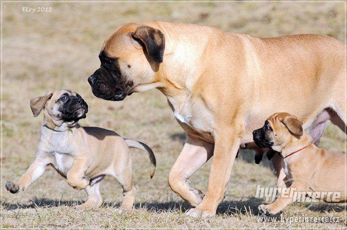 ŠTĚŇATA BULLMASTIFF, BULMASTIF - foto 8