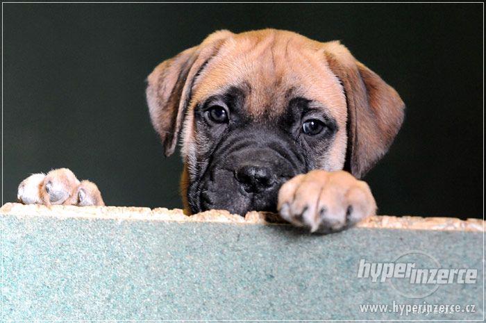 ŠTĚŇATA BULLMASTIFF, BULMASTIF - foto 9