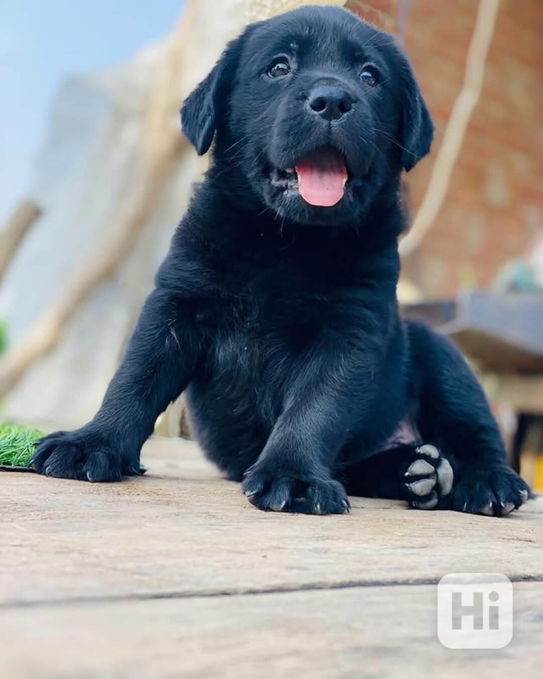 štěně labradora - foto 1