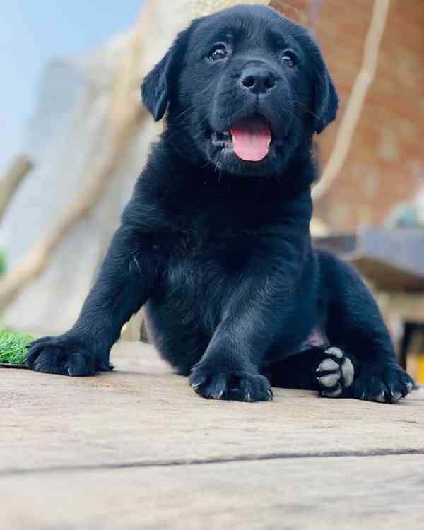 štěně labradora - foto 1