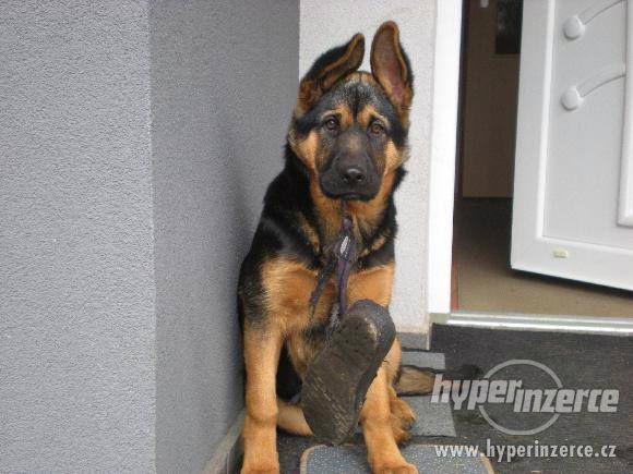 Německý ovčák-štěnata bez PP - foto 1