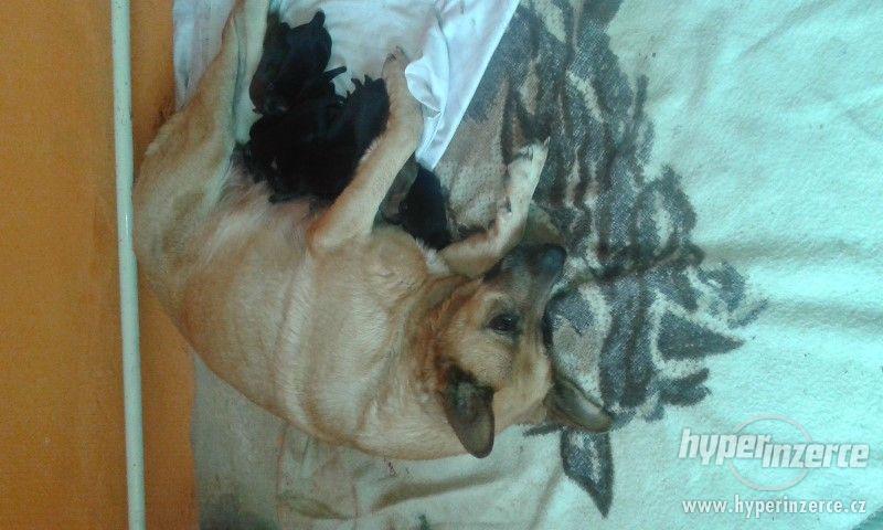 Německý ovčák-štěnata bez PP - foto 2