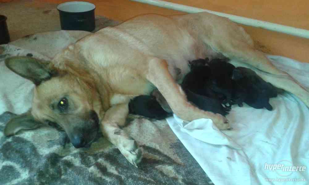 Německý ovčák-štěnata bez PP - foto 3