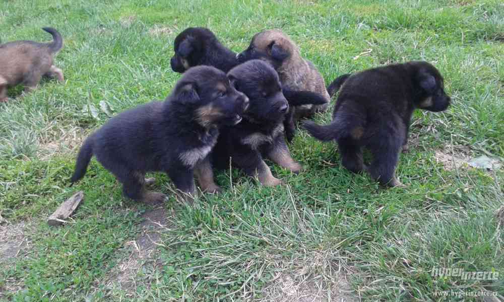 Německý ovčák-štěnata bez PP - foto 4