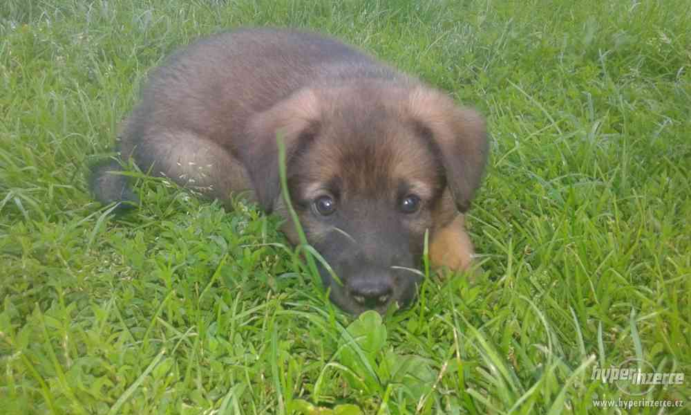 Německý ovčák-štěnata bez PP - foto 5