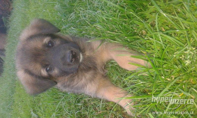 Německý ovčák-štěnata bez PP - foto 6