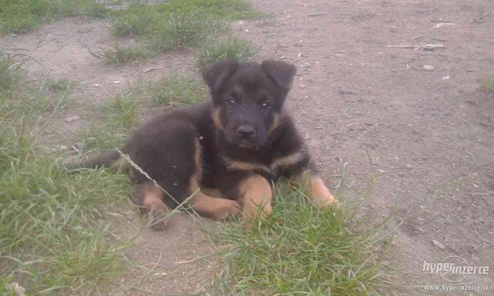 Německý ovčák-štěnata bez PP - foto 7