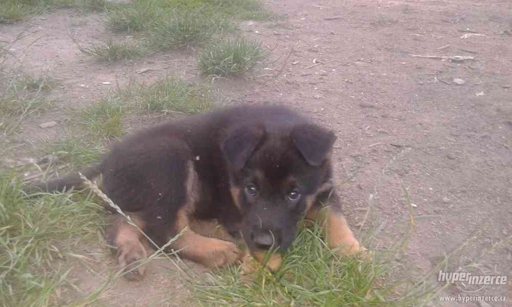 Německý ovčák-štěnata bez PP - foto 8