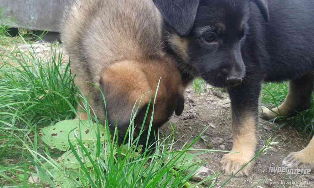 Německý ovčák-štěnata bez PP - foto 9