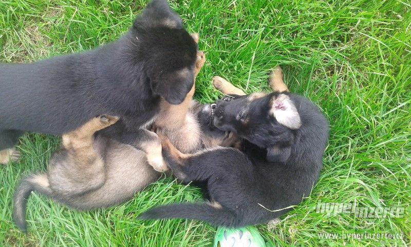 Německý ovčák-štěnata bez PP - foto 10