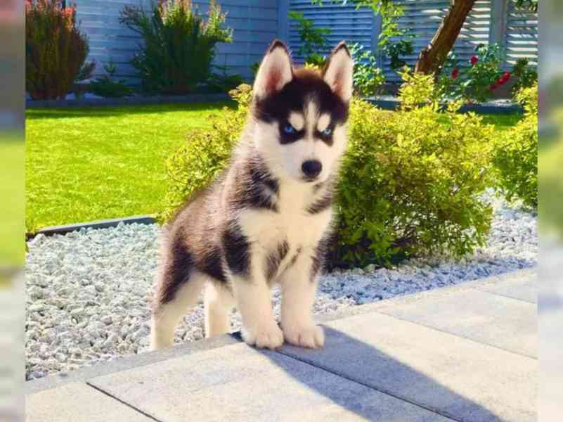 Sibiřský husky štěňátka s PP - foto 1