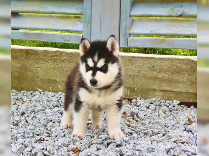 Sibiřský husky štěňátka s PP - foto 4
