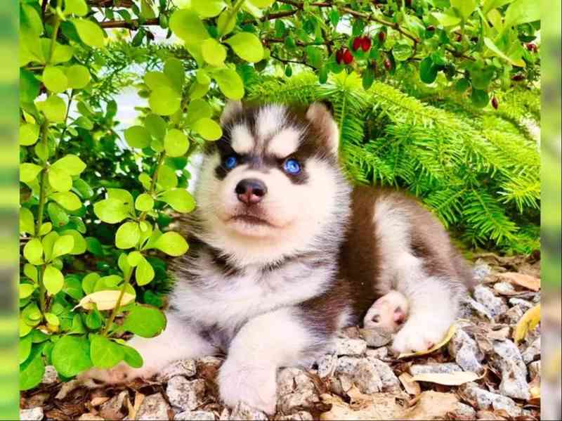 Sibiřský husky štěňátka s PP - foto 5