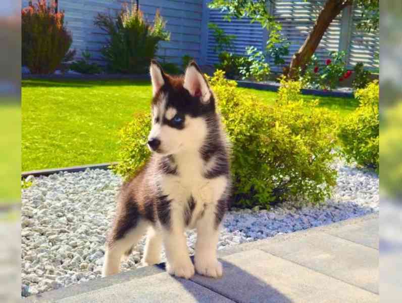 Sibiřský husky štěňátka s PP - foto 2