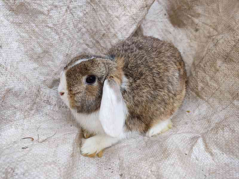 Zakrslý králík , králiček - foto 3