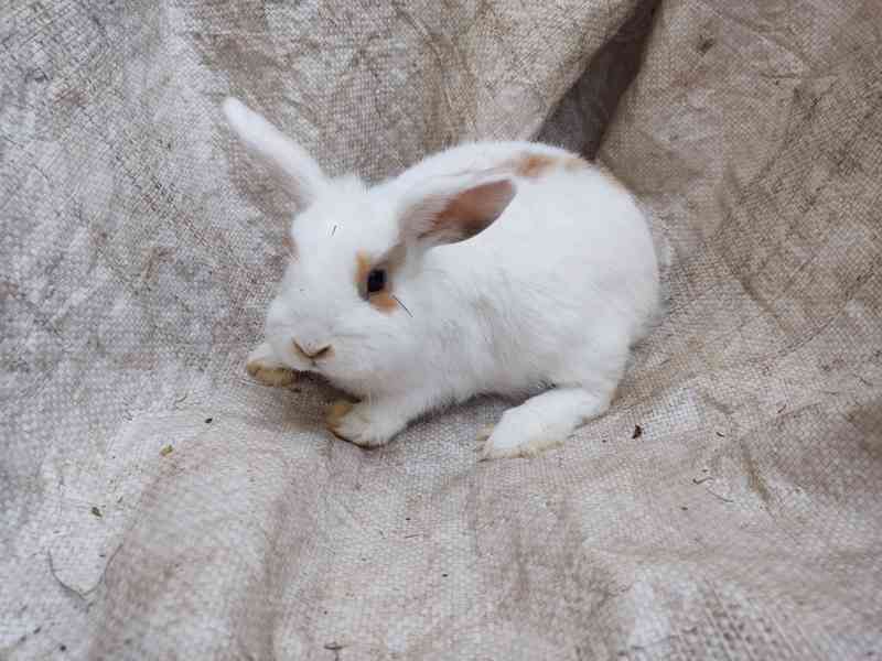 Zakrslý králík , králiček - foto 5