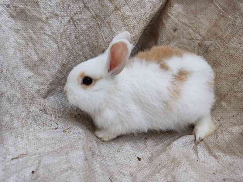 Zakrslý králík , králiček - foto 4