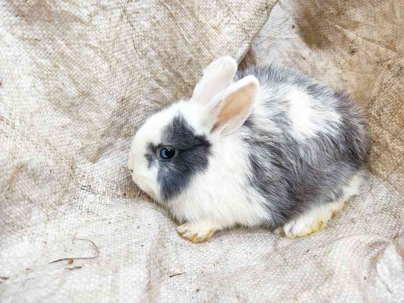 Zakrslý králík , králiček - foto 2