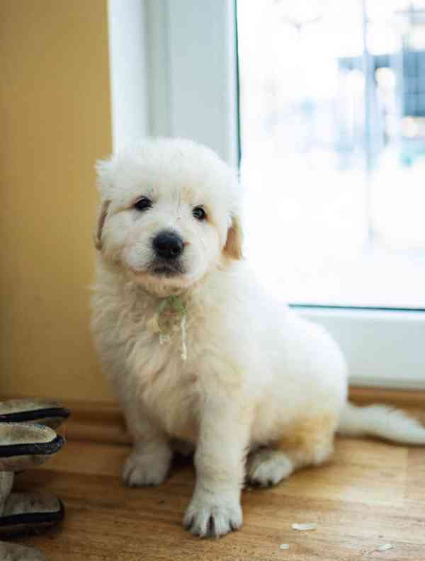 Slovenský čuvač - štěňátka s PP - foto 5