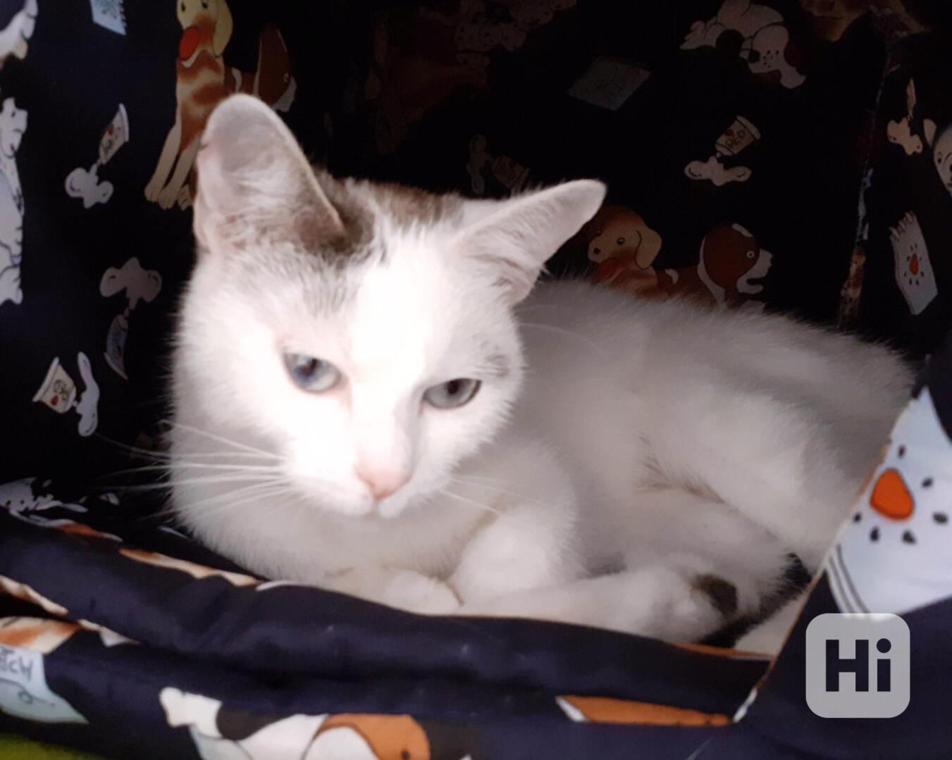 Mazlivá bílá kočička s mouratými znaky 1,5roční Miši - foto 1