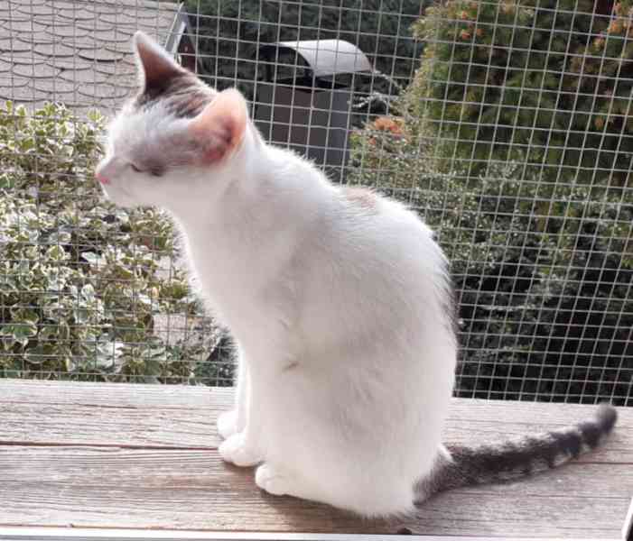 Mazlivá bílá kočička s mouratými znaky 1,5roční Miši - foto 11