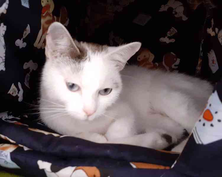 Mazlivá bílá kočička s mouratými znaky 1,5roční Miši - foto 1