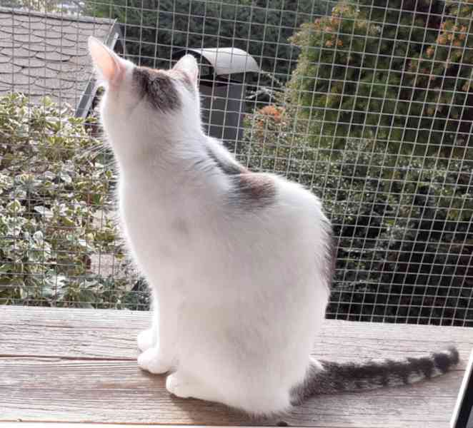 Mazlivá bílá kočička s mouratými znaky 1,5roční Miši - foto 12