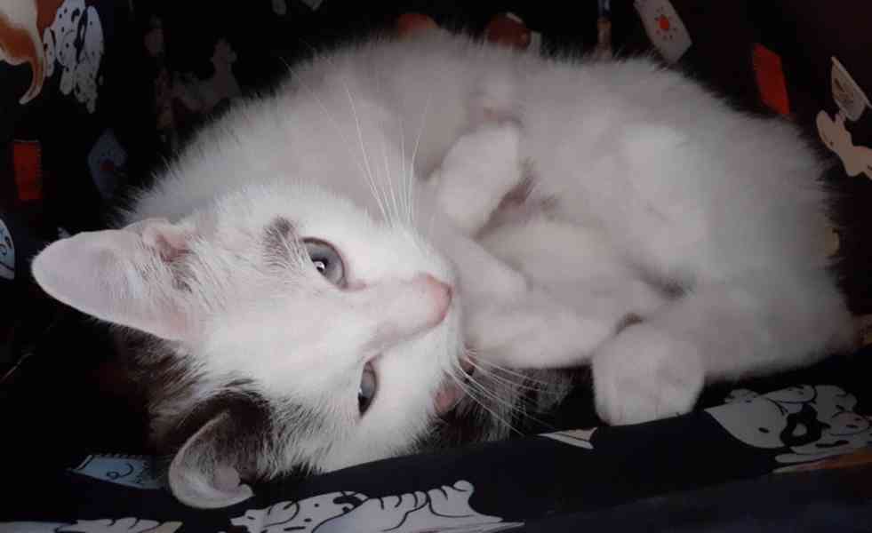 Mazlivá bílá kočička s mouratými znaky 1,5roční Miši - foto 7