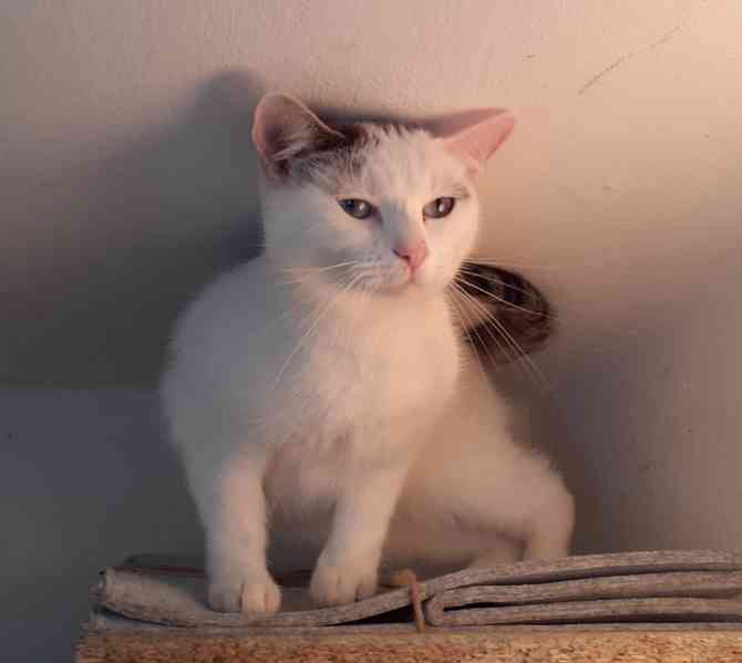 Mazlivá bílá kočička s mouratými znaky 1,5roční Miši - foto 8