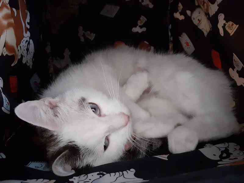 Mazlivá bílá kočička s mouratými znaky 1,5roční Miši - foto 6