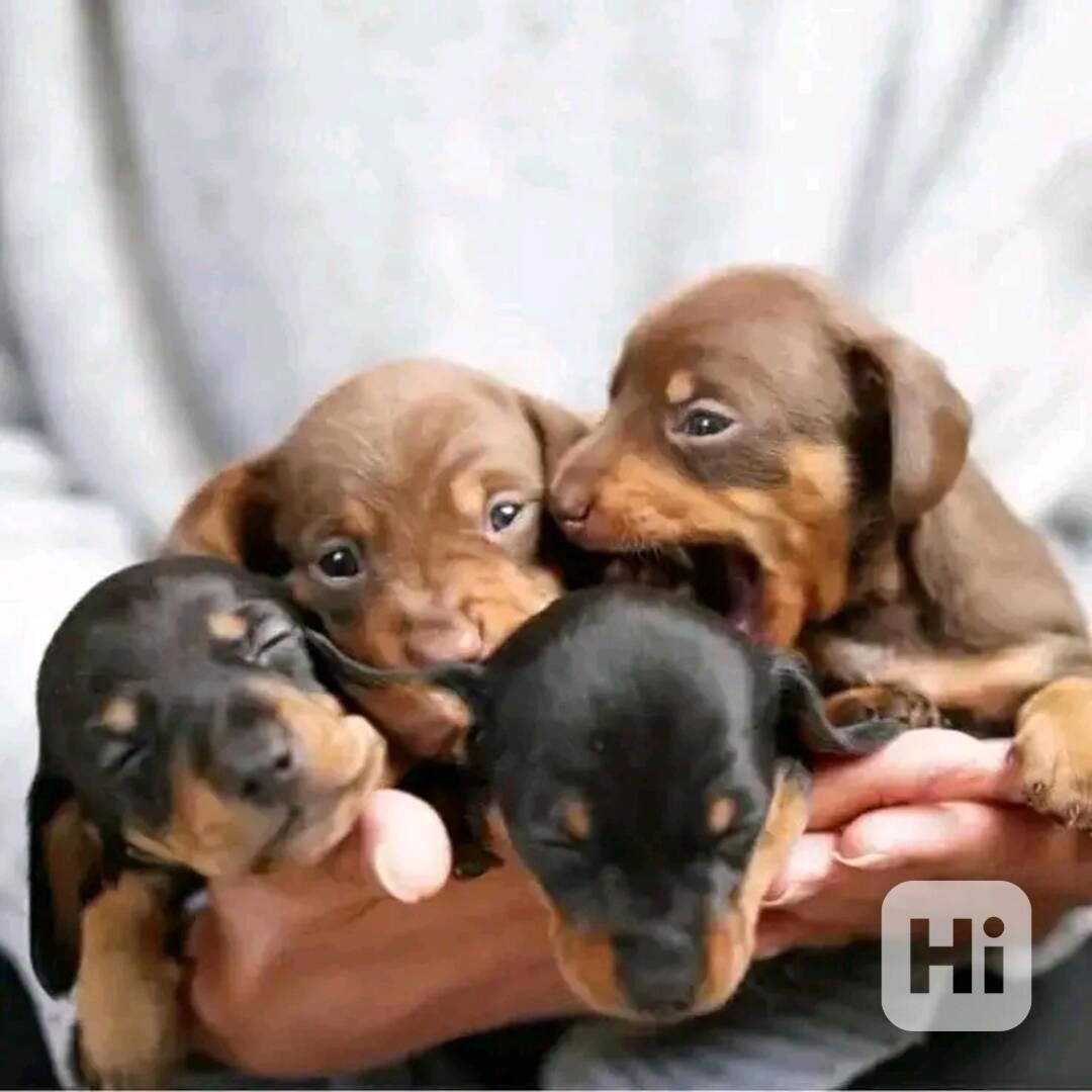 Štěňata jezevčíka samec a samice k adopci - foto 1