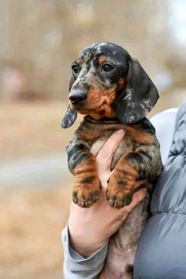 Štěňata jezevčíka samec a samice k adopci - foto 2