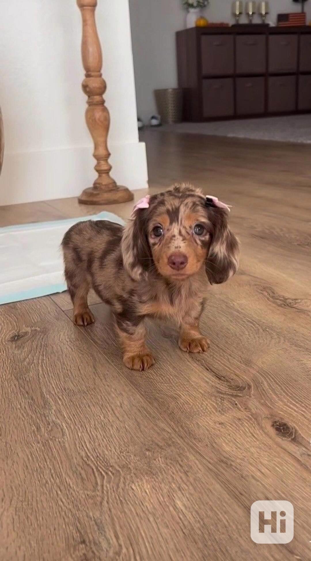 Celkem zdarma štěňata jezevčíka k adopci zdarma  - foto 1