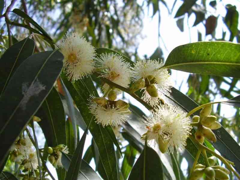 semena Eucalyptus Globulus