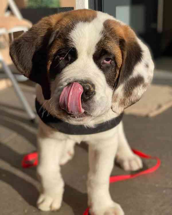 Adoptujte si ho, prosím - foto 3