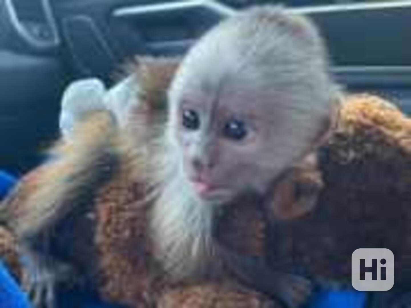  Nádherný samec a samice kapucína  - foto 1