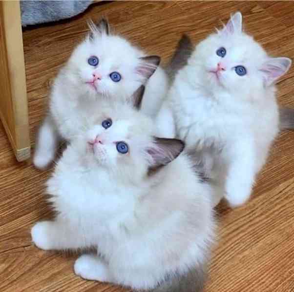 Koťátka plemene Ragdoll, - foto 1