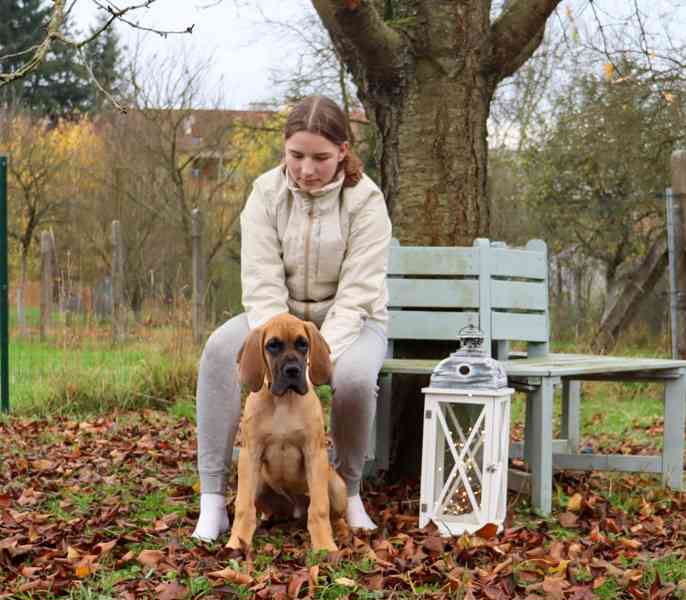 Německá doga - štěňátka - foto 1