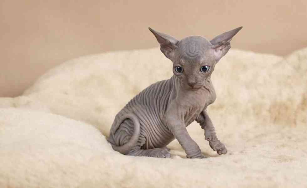 Registrovaná koťata Sphynx - foto 2