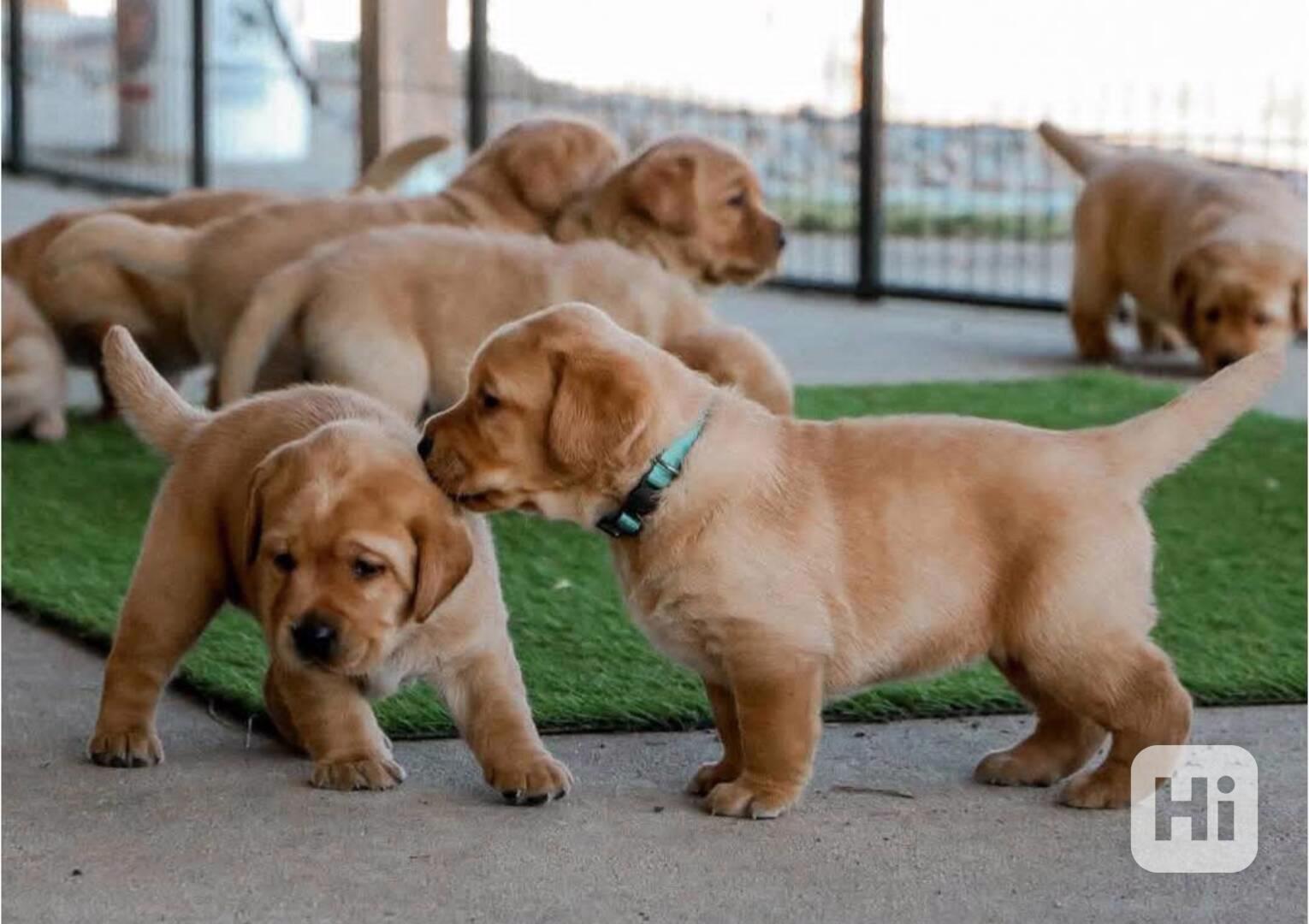 Blondatá a cerná štenata labradora ze zodpovedného chovu - foto 1