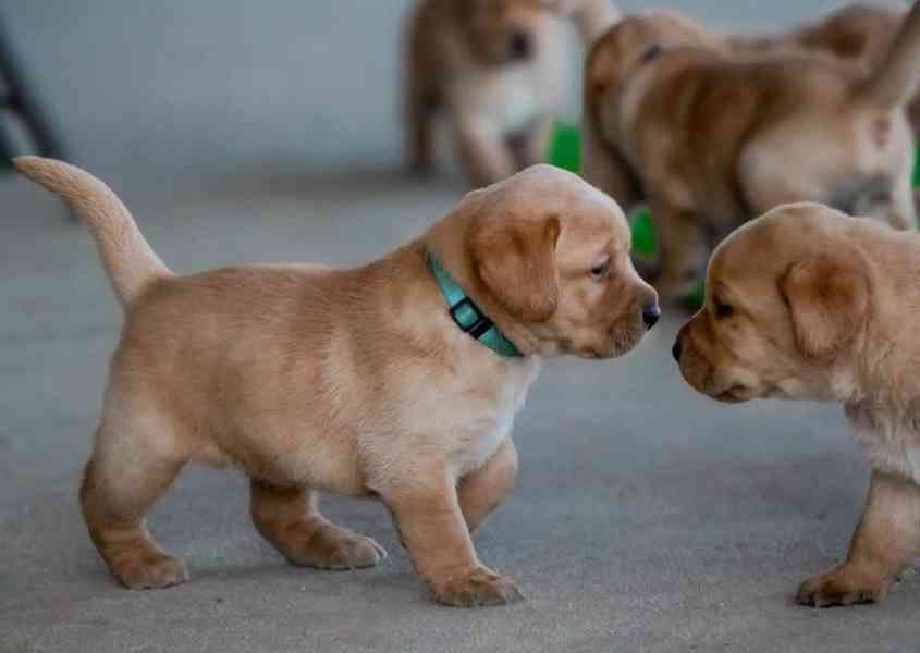 Blondatá a cerná štenata labradora ze zodpovedného chovu - foto 2