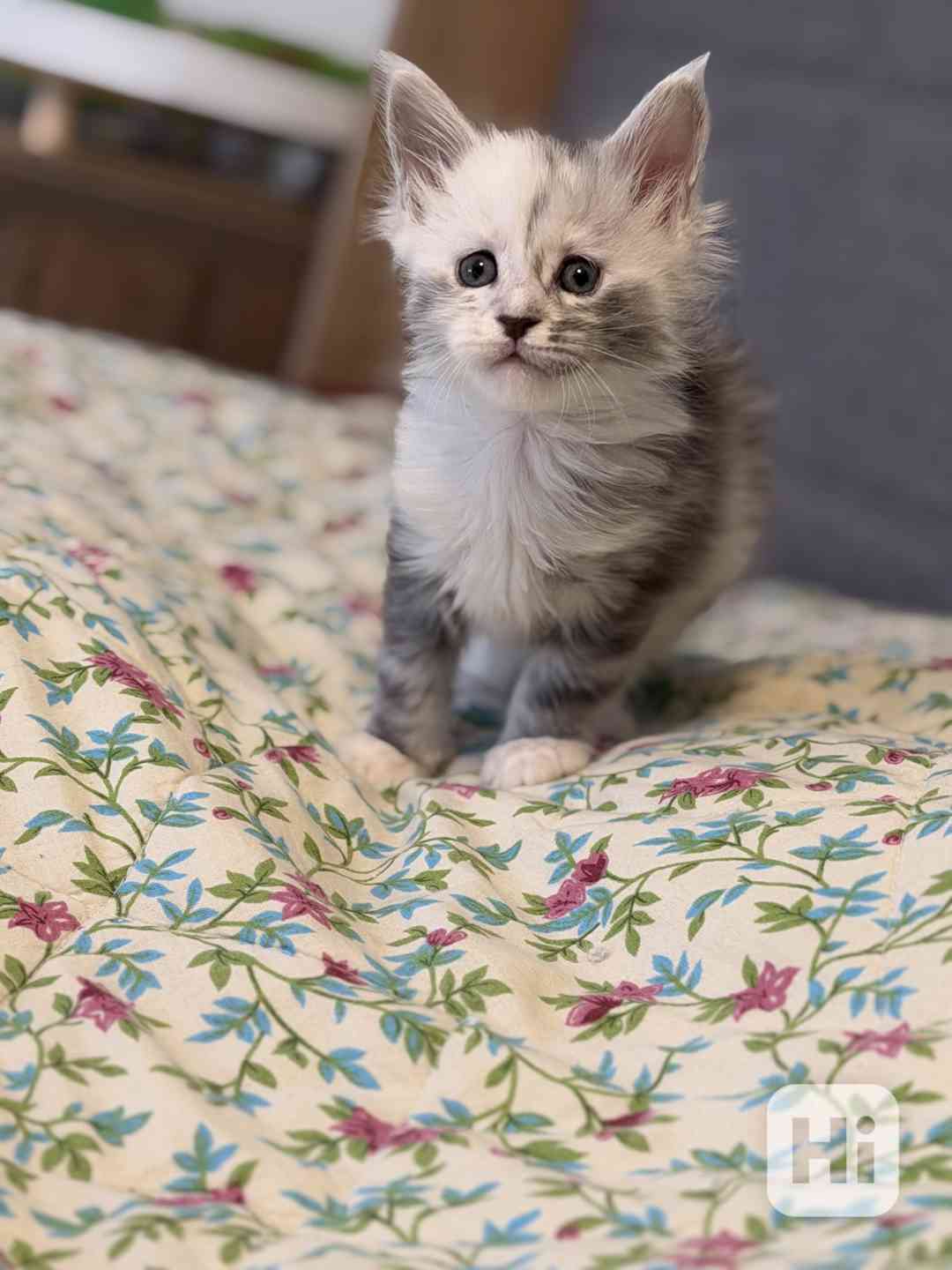 Mainská mývalí koťátka s PP - foto 1