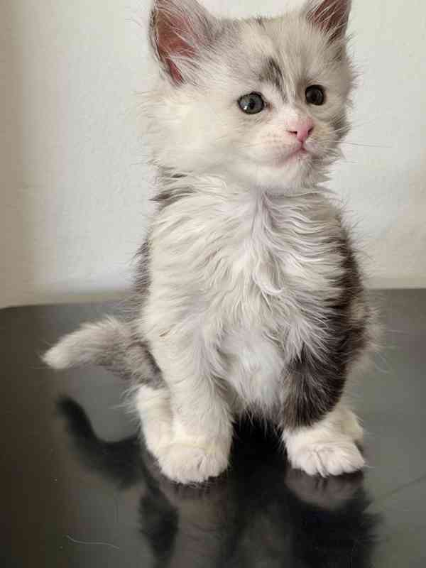 Mainská mývalí koťátka s PP - foto 4