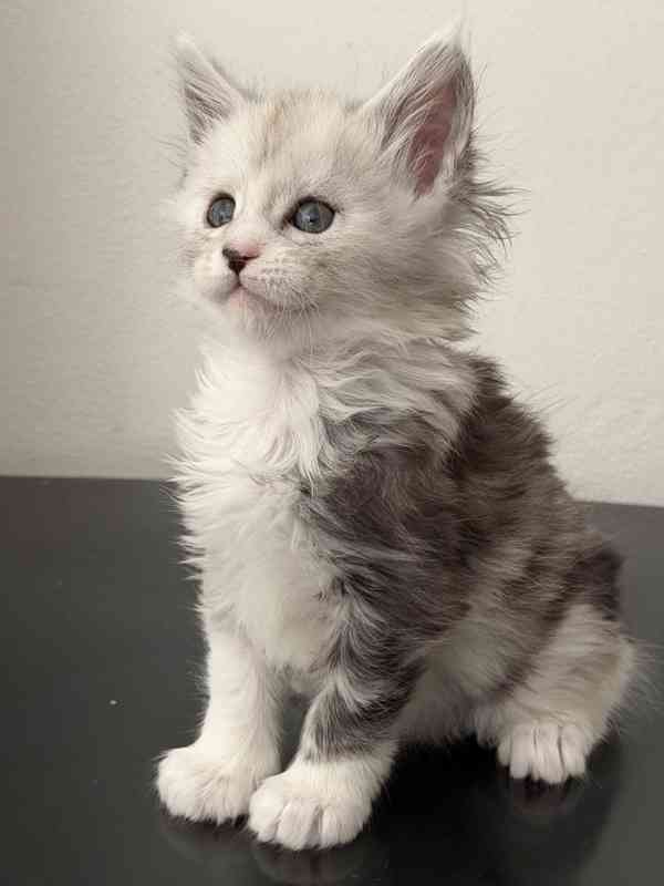 Mainská mývalí koťátka s PP - foto 3